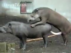 Never before a zoophilia fetish film sequence with two wild animals mounting and fucking was released